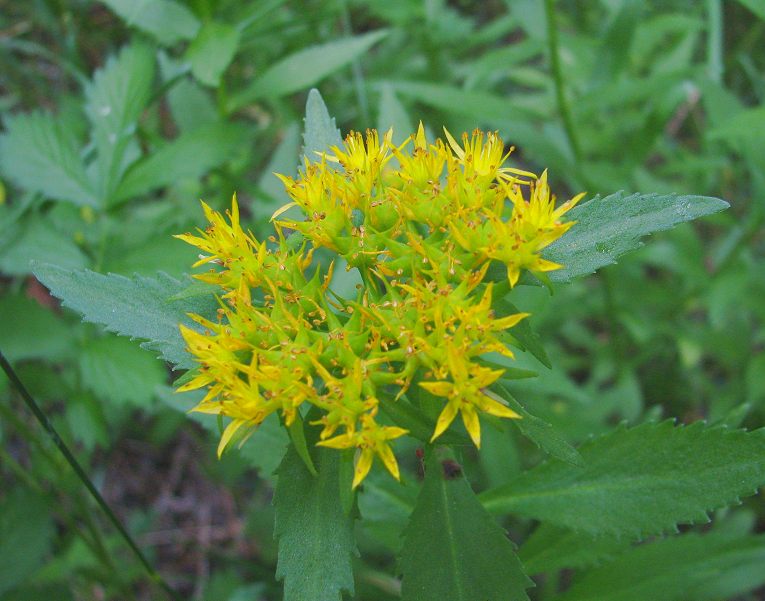 �������� �� ����������� - 3�