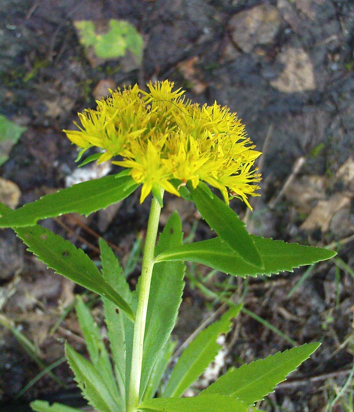 ��� ���� sedum