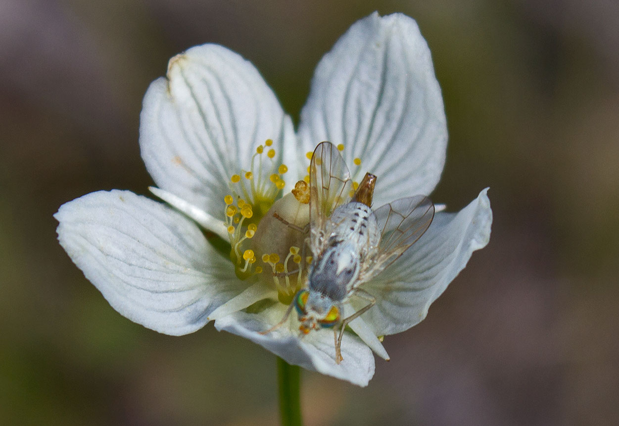 Terellia longicauda