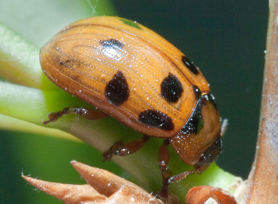 Гониоктена ивовая (Gonioctena viminalis)
