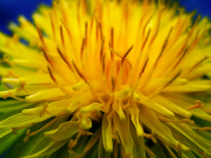 ����� ��������� �������