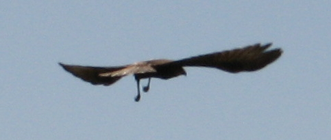    (2)