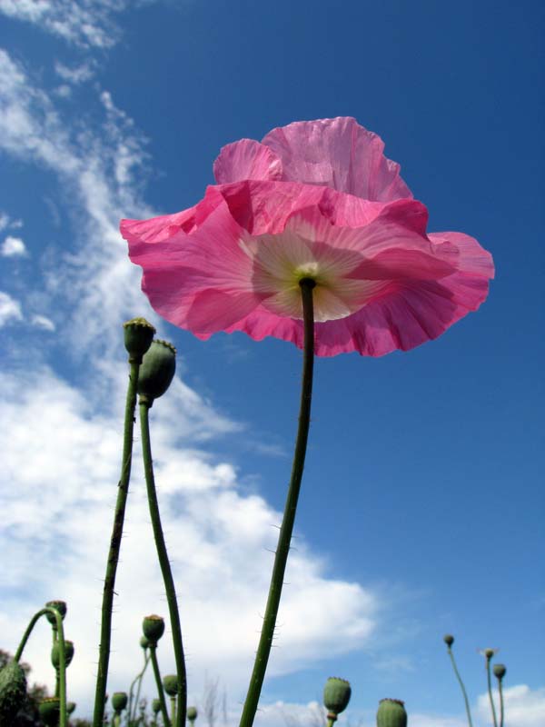 ������� ��������