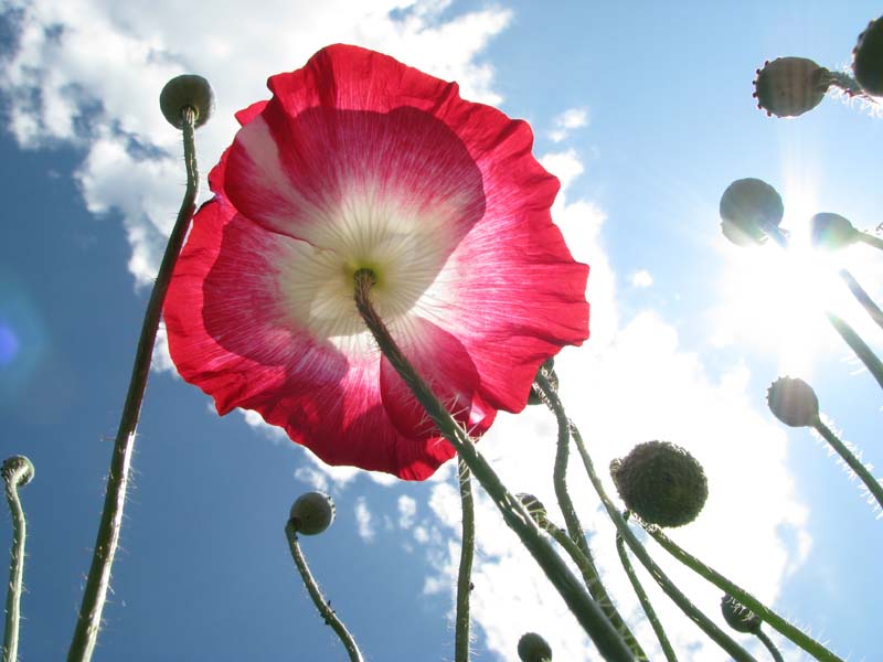 ����, ������, ������� ���...