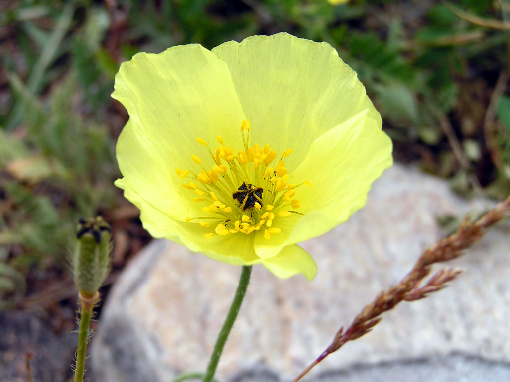 ������ ���