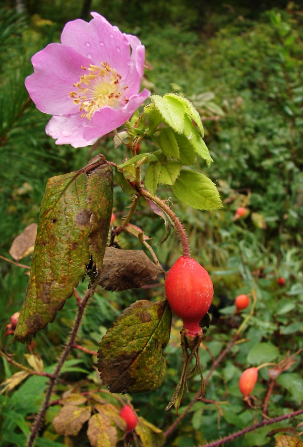 ������ �������� ����� ��-������