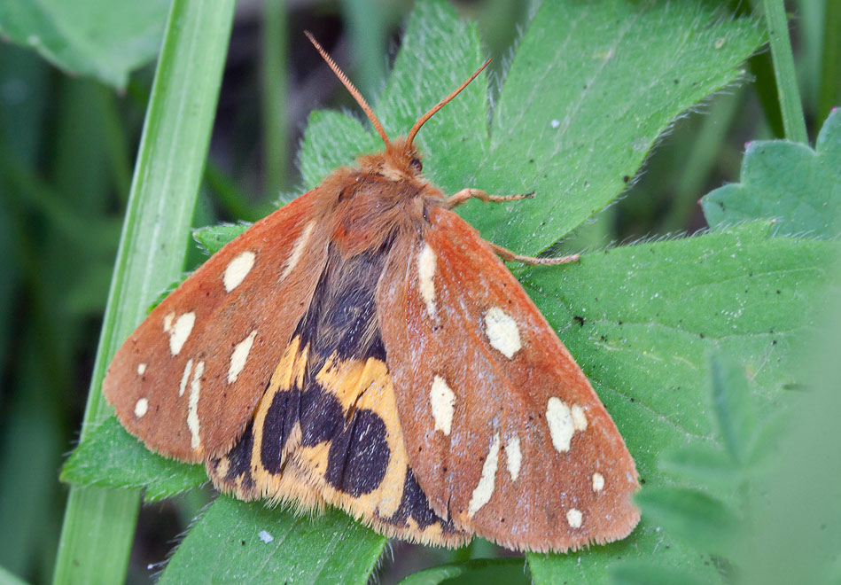  - (Hyphoraia aulica)