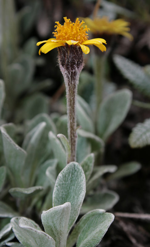   (Tephroseris jacutica)