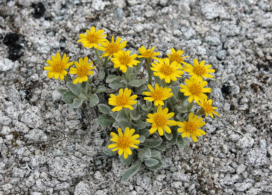 Пепельник якутский (Tephroseris jacutica)