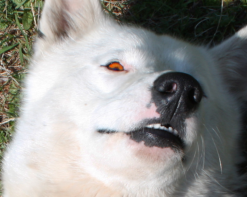 ����� ������������