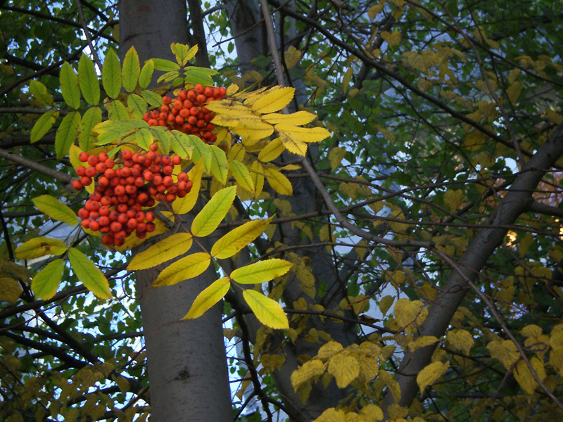 ����� �� ��, ������ ������