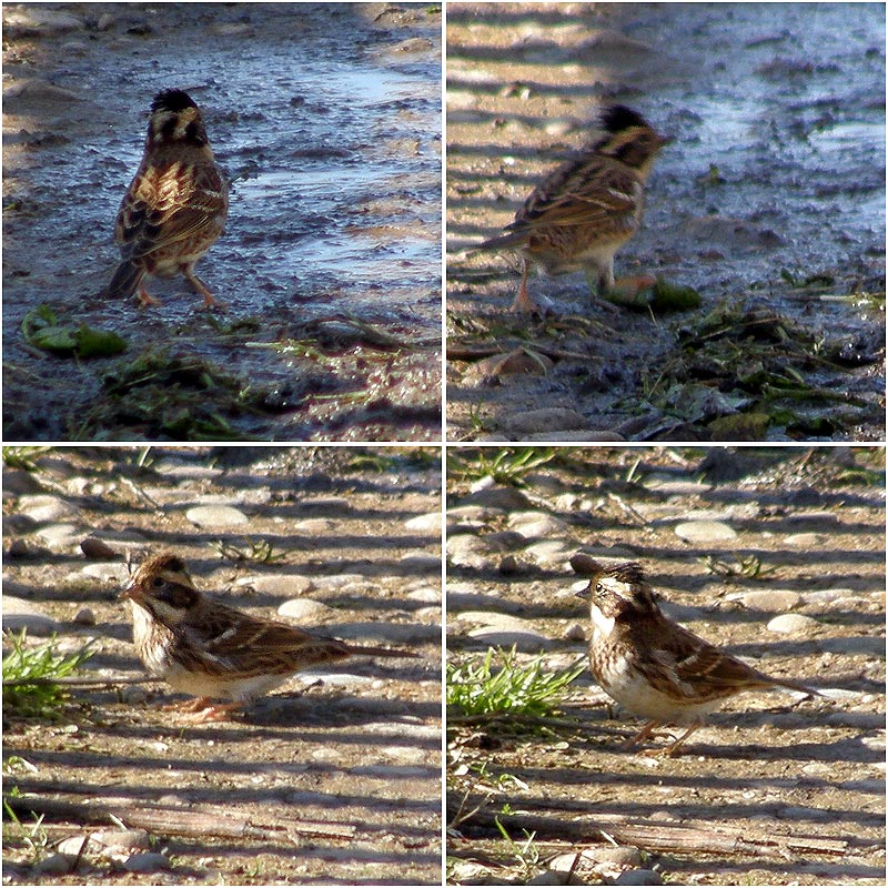 Emberiza rustica