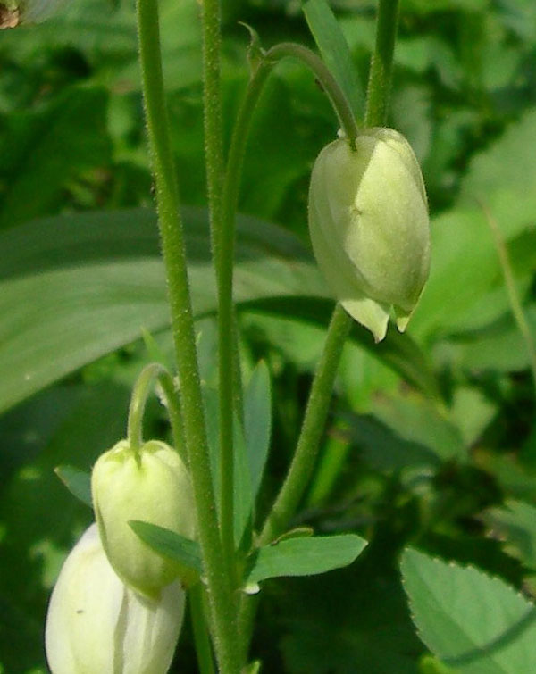  Aquilegia glandulosa, 