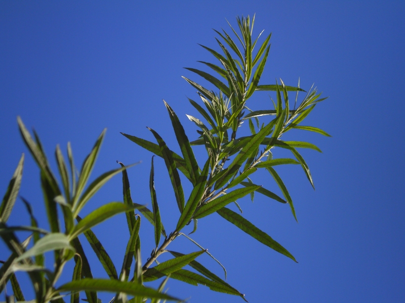 ����������� �� ����...