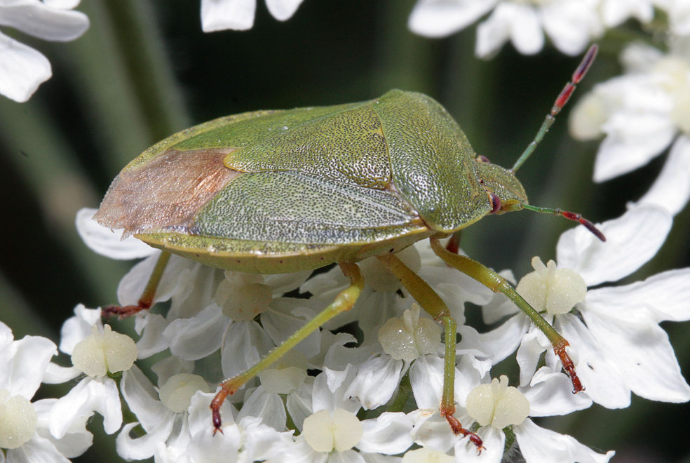 ,   (Palomena prasina)