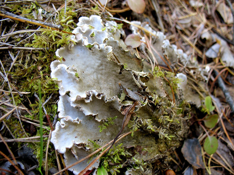   Peltigera
