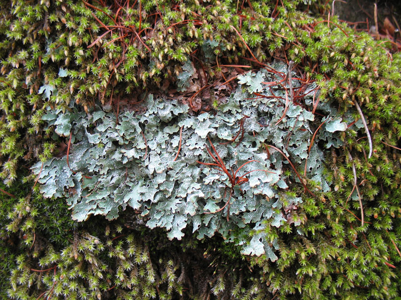  Parmelia omphalodes