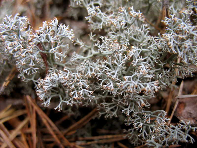  Cladonia rangiferina ()