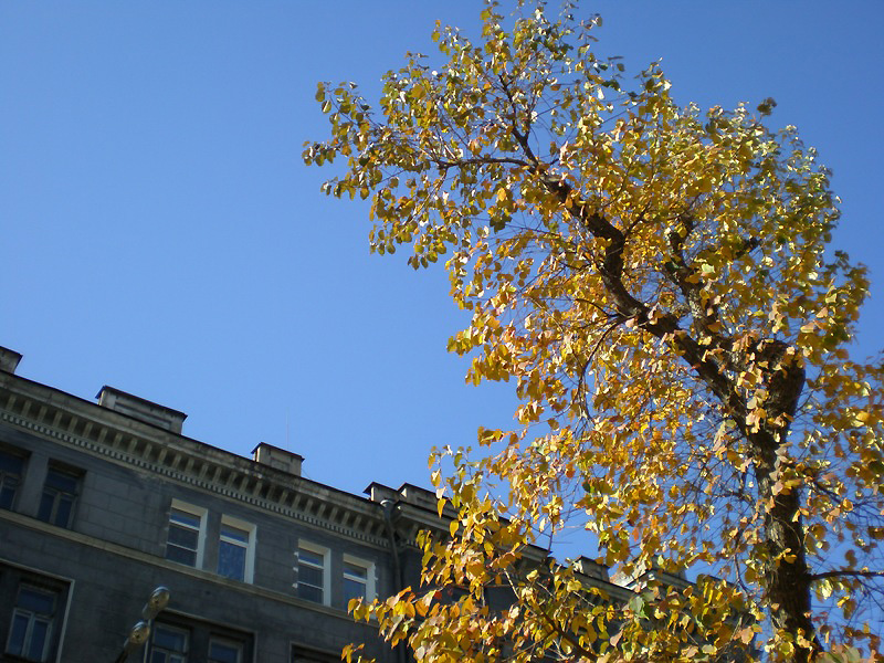 ���� �����