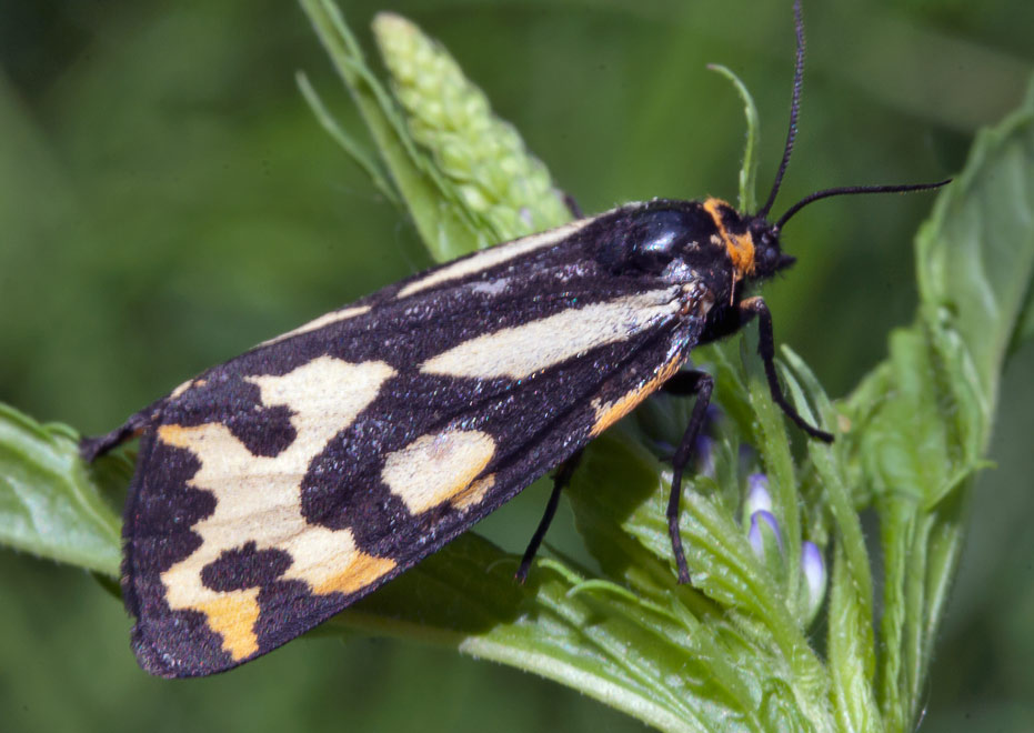   (Parasemia plantaginis sifanica)