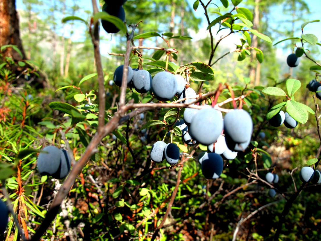 Bluberry