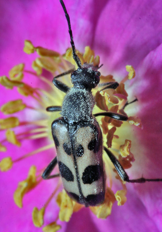   (Judolia parallelopipeda)