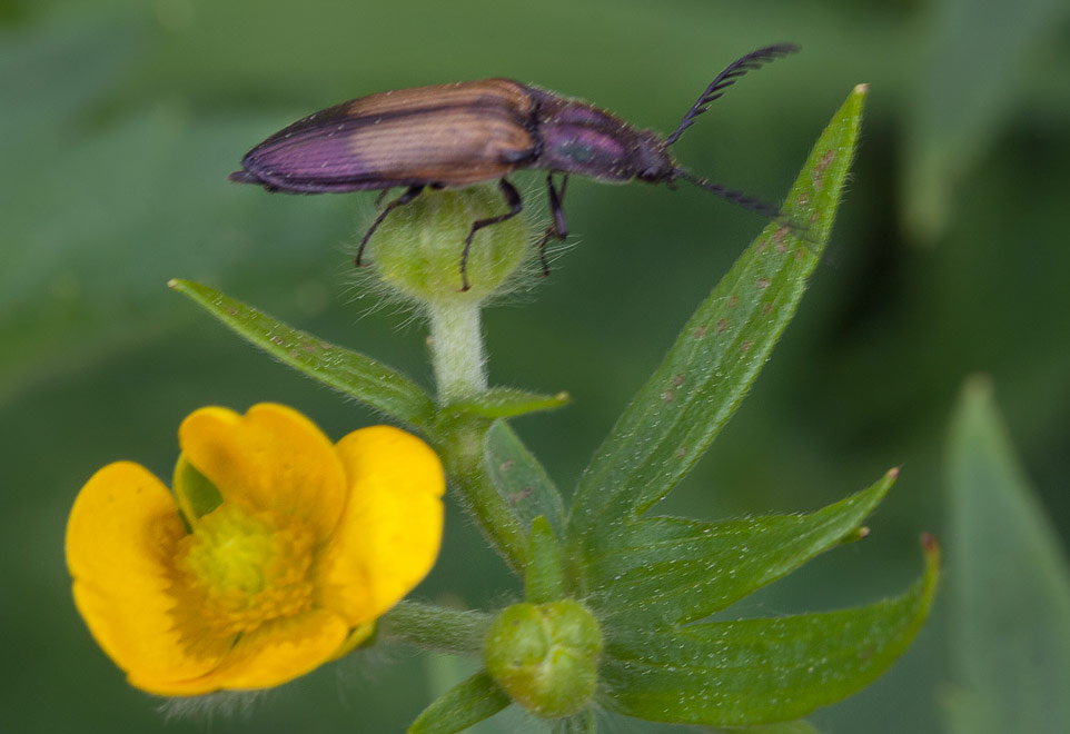   (Ctenicera uprea F.)