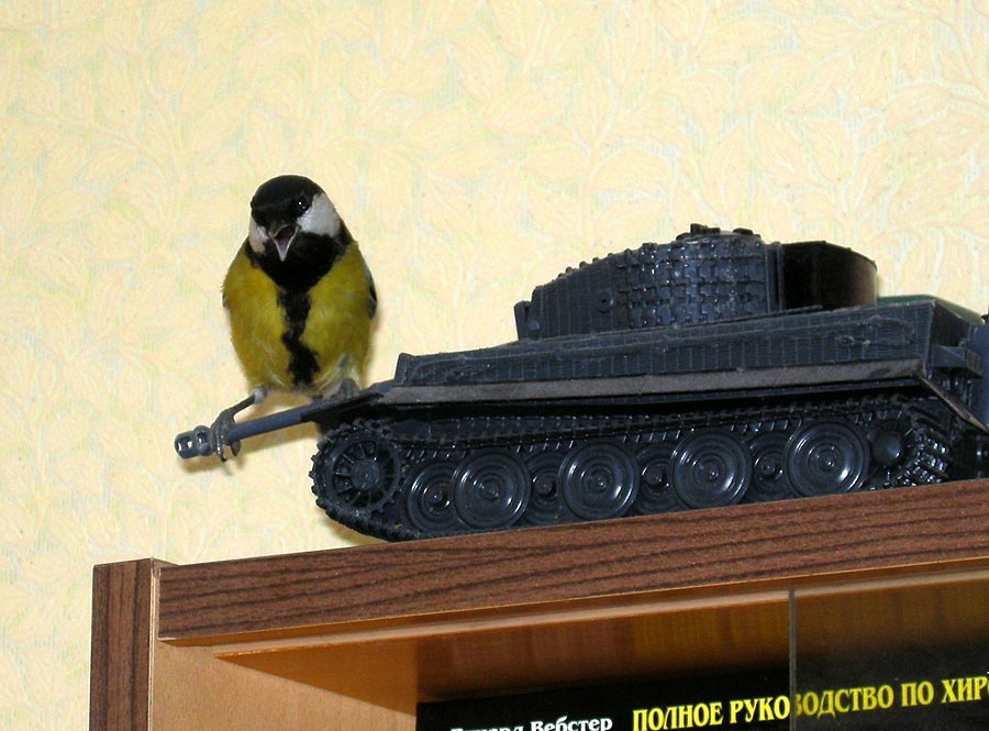Не страшны синичкам танки!