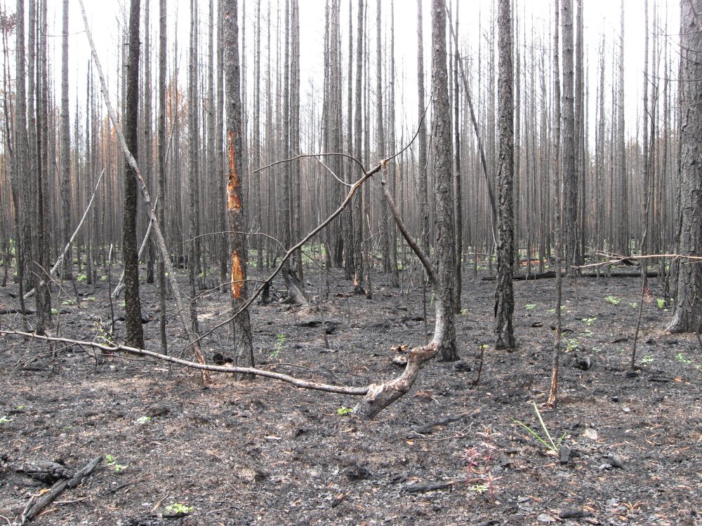 ��� ��� ��������