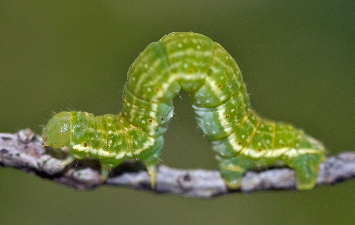 Ларенция осенняя (Epirrita autumnata)