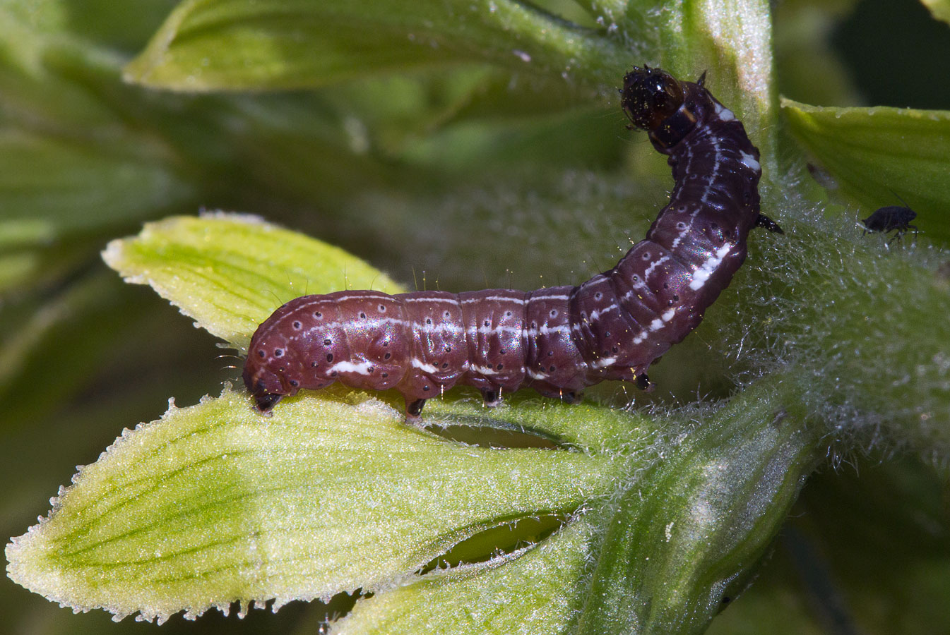   (Eupsilia transversa)