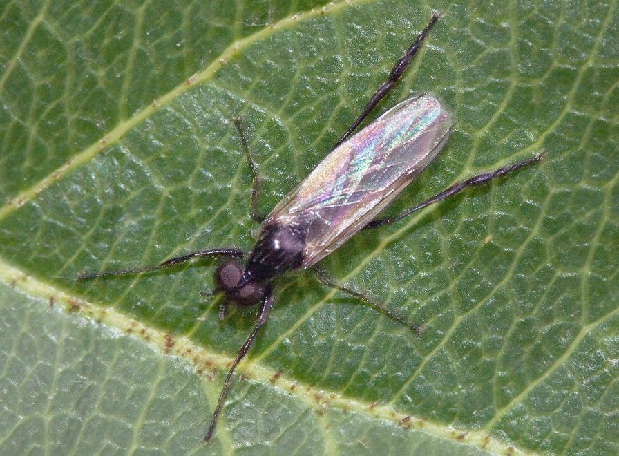 Комар-толстоножка (Bibio sp.)