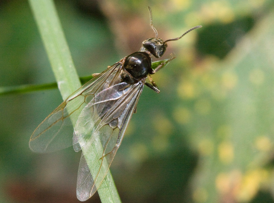  - (Camponotus s.)
