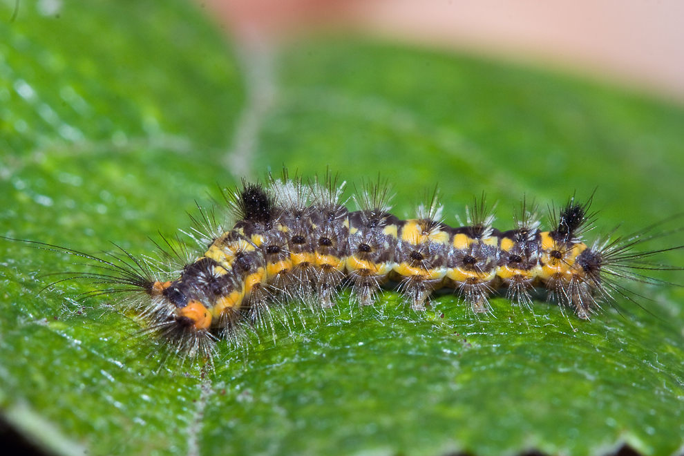       (Orgyia recens)