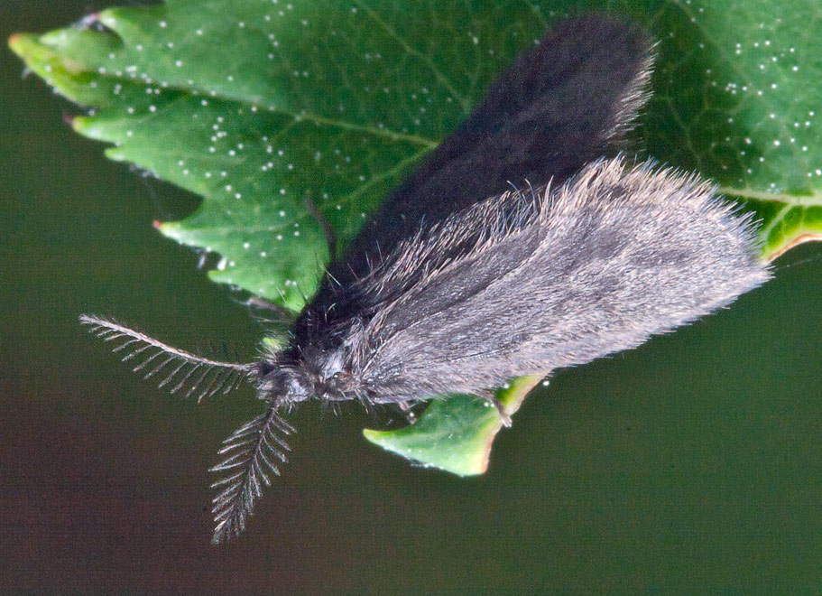  Epichnopterix plumella