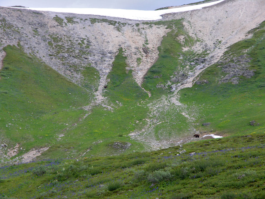 Около часа мы наблюдали медведей. Фото Николая Гришина