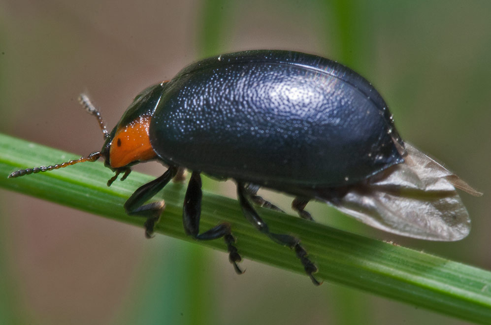    (Chrysomela collaris)