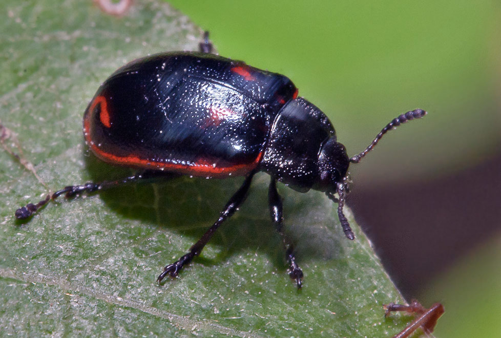   (Gonioctena viminalis)