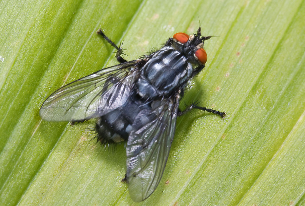  ,    (Sarcophaga carnaria) ?
