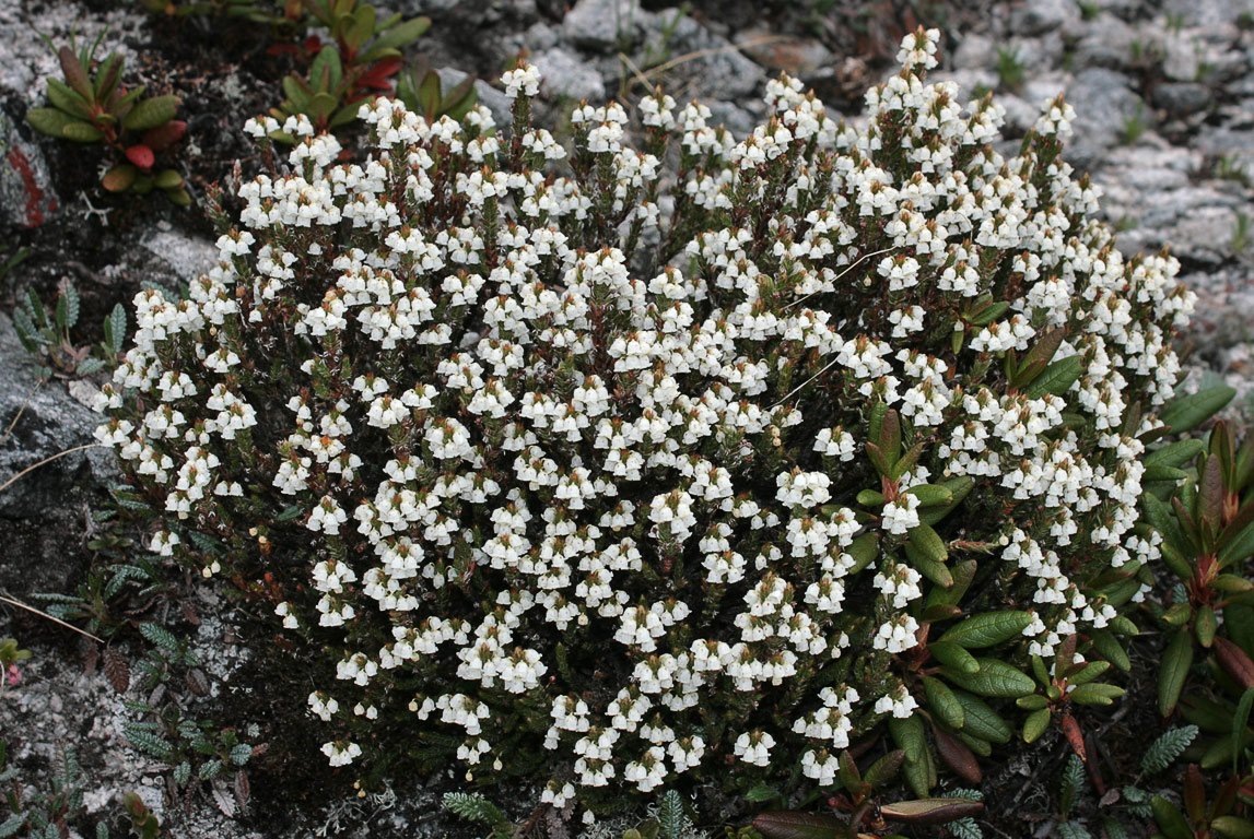   (Cassiope ericoides)