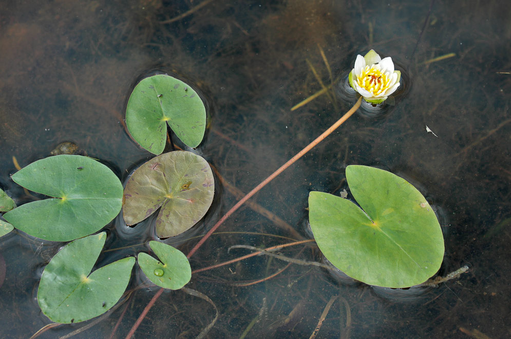   (Nymphaea tetragona)