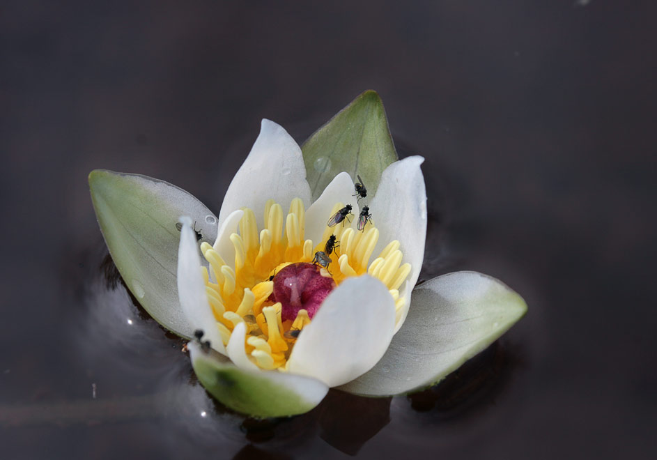   (Nymphaea tetragona)