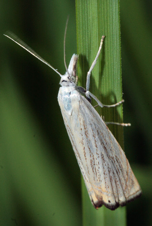   Chrysoteuchia culmella