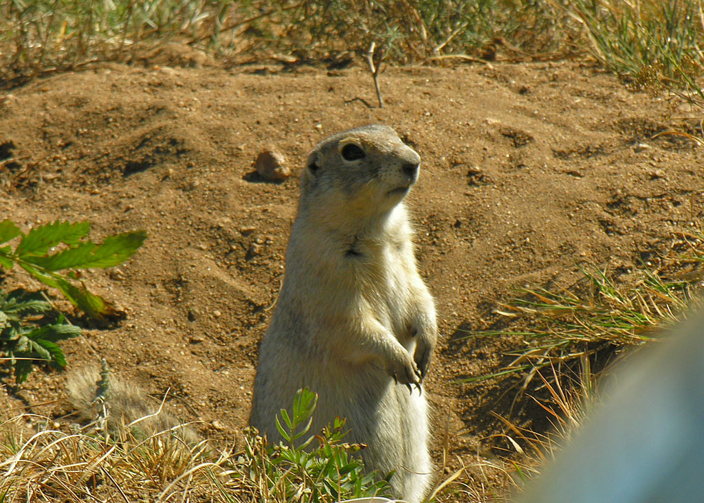 ������. 1 ��