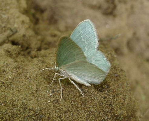    (Jodis putata)
