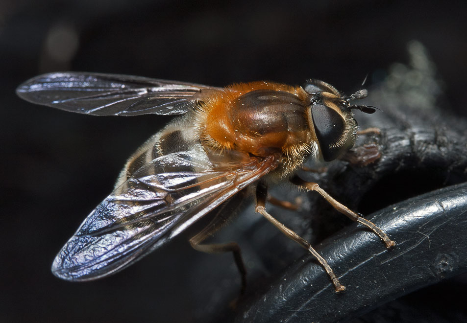  (Eristalis sp.)