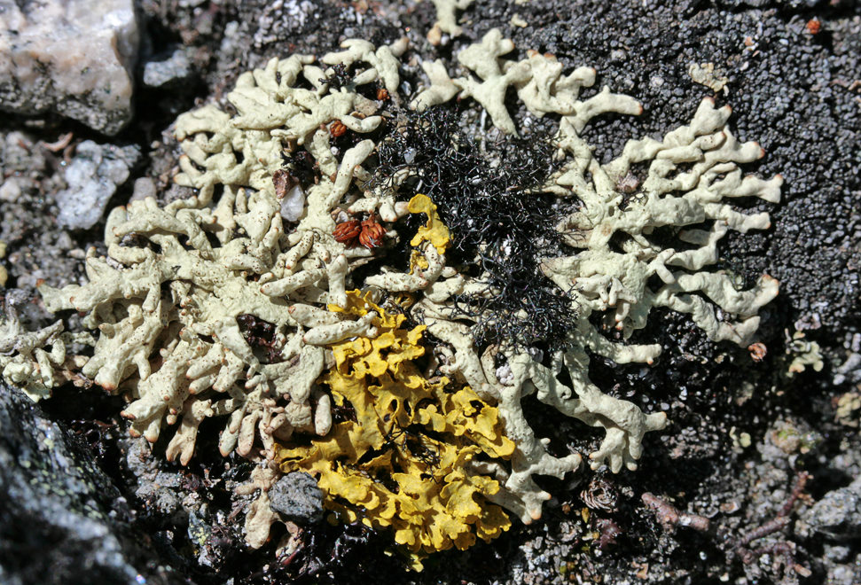  Allocetraria madreporiformis  Vulpicida tilesii