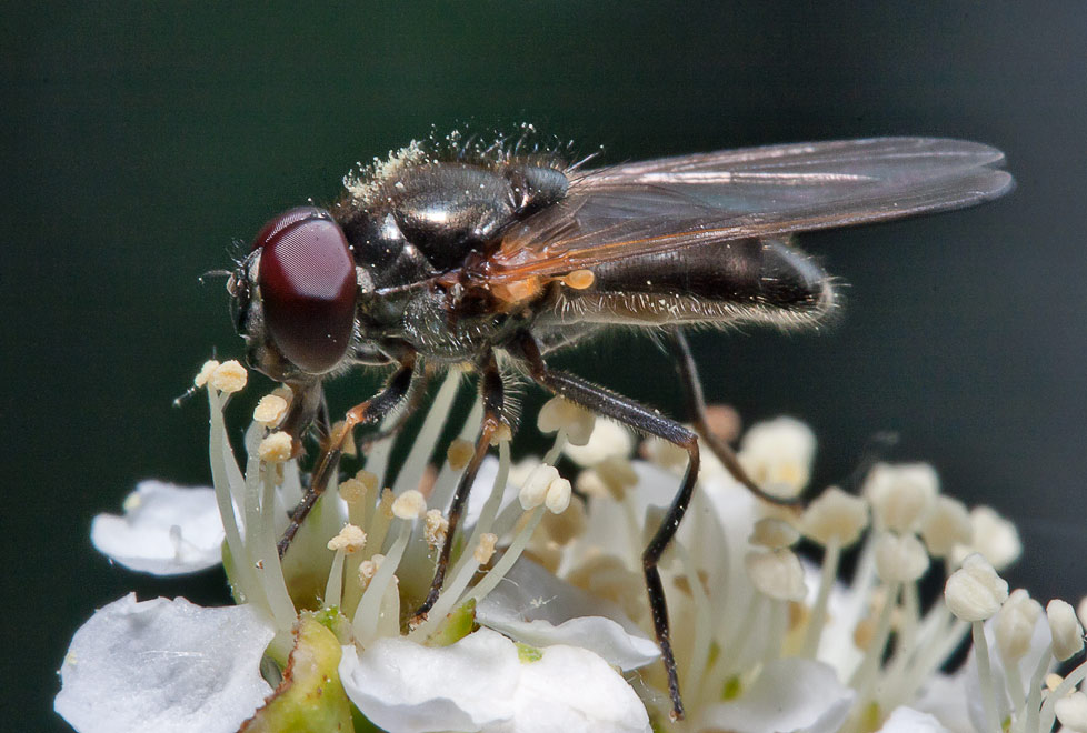  (Cheilosia sp.),   Cheilosia pallipes