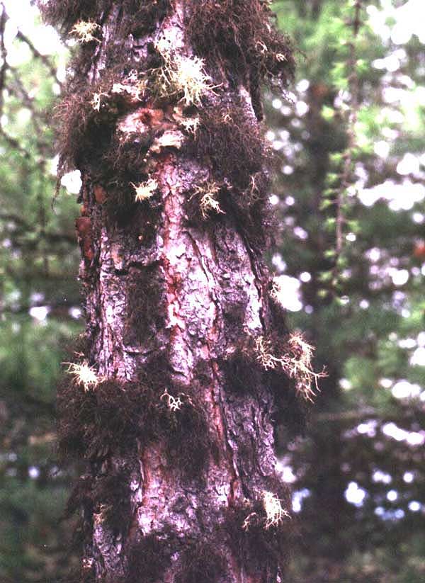 ����� ����������