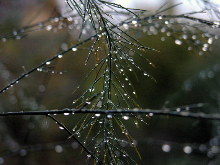 ����� �����